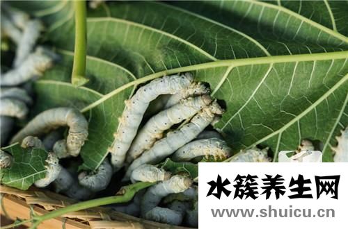 桑葚膏的功效与作用
