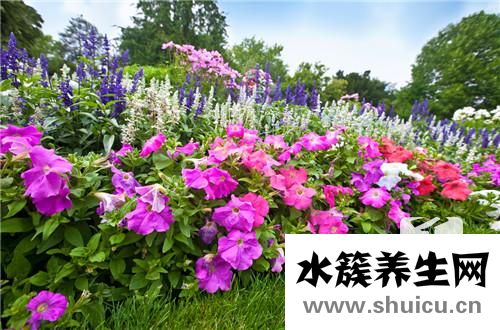 油牡丹