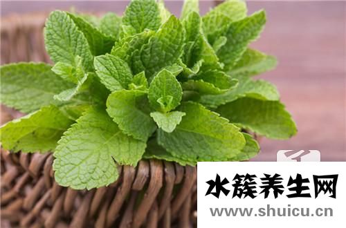 柠檬薄荷