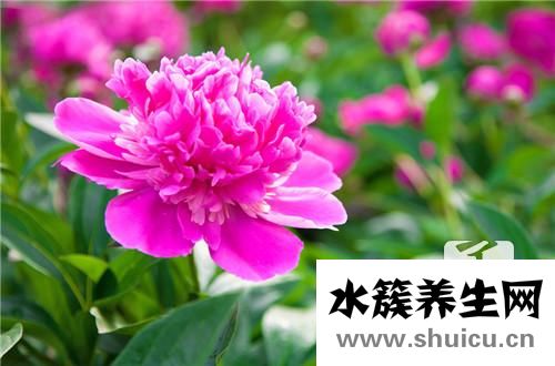油牡丹