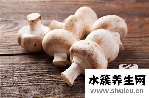 蘑菇种类