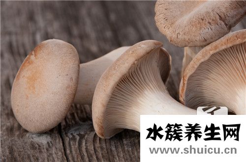 蘑菇种类