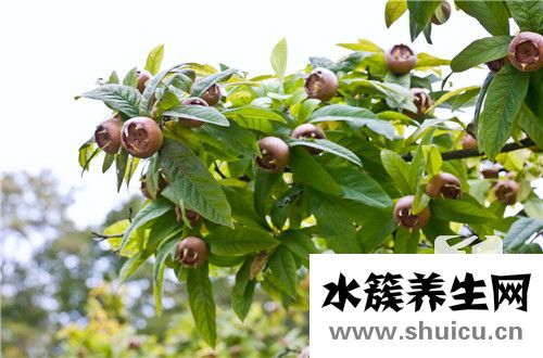 黑枸杞泡水一天喝几次