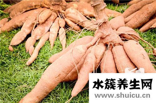 凉薯的功效与作用