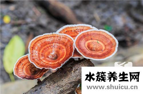 野生灵芝的功效与作用