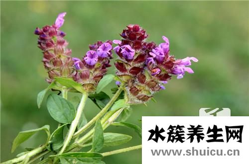 蜀羊泉
