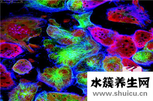 白细胞的作用