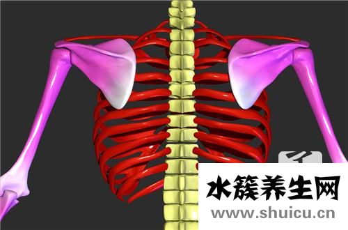 软肋骨炎