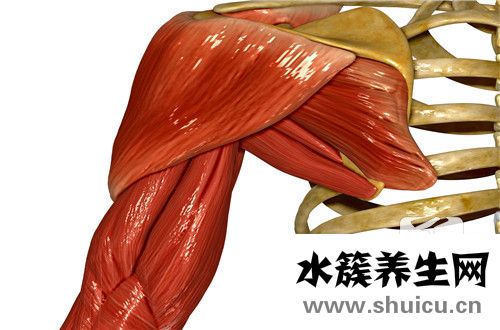 梨状肌