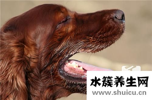 狂犬病的主要表现
