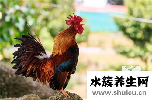 鸡胗是鸡的哪个部位