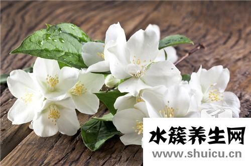 什么花吸甲醛效果最好