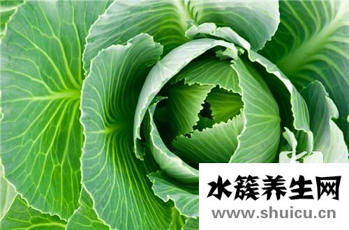 甘蓝和包菜的区别