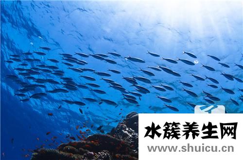 蛋白虫