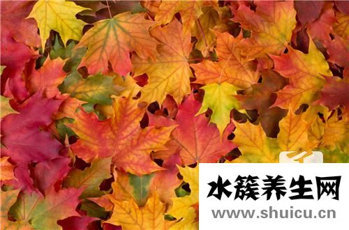 虎眼万年青