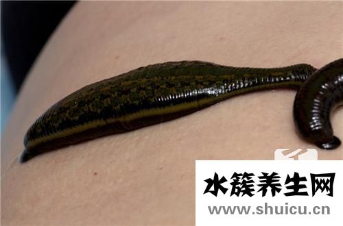 岩藻糖苷酶