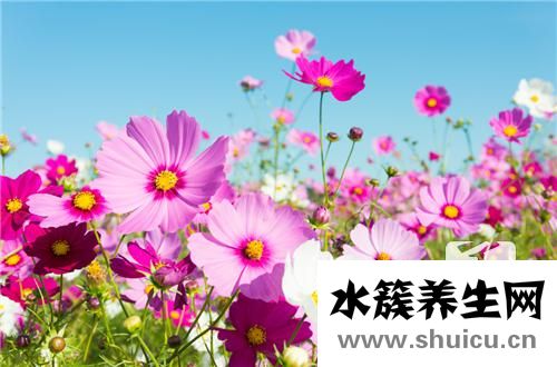 芸苔素