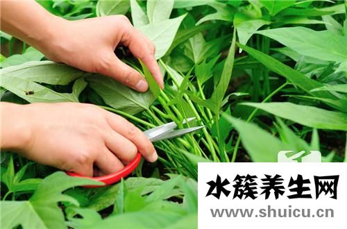 虎眼万年青
