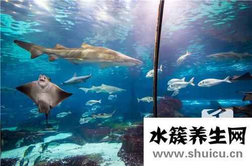 龟白眼病