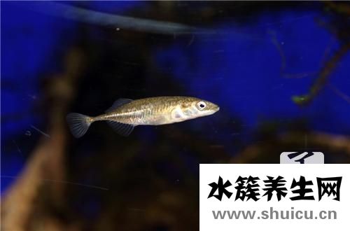 龟白眼病
