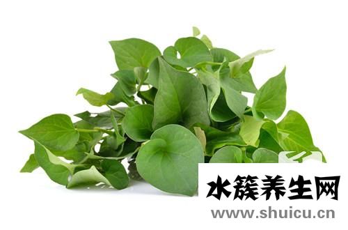 绿萝有毒