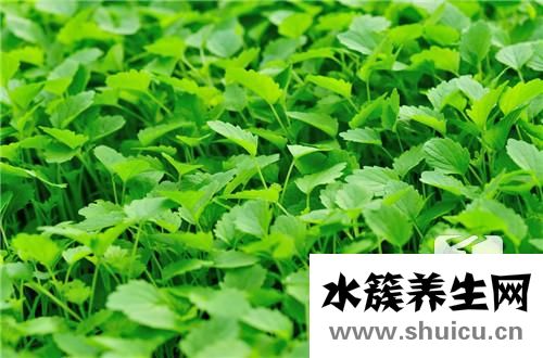 绿萝有毒