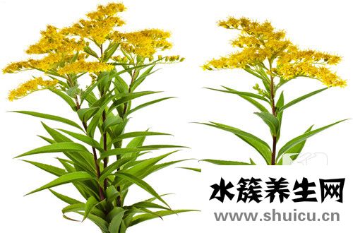 花长腻虫怎么办