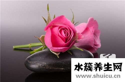 月季花与玫瑰花的区别