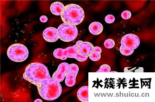 红细胞分布宽度偏高