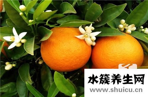 沙糖桔上火吗
