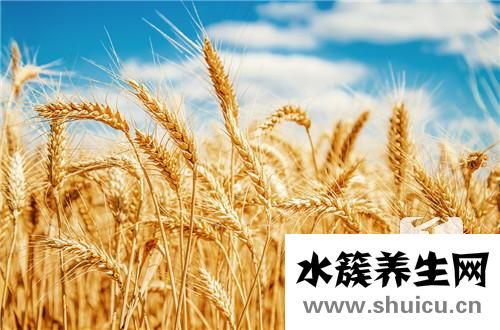 养心的食物