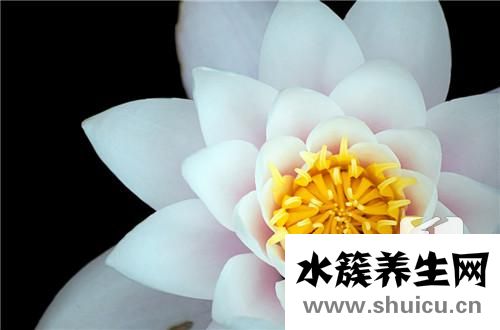 雪燕是什么