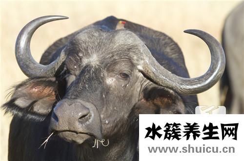 牛尾汤的功效与作用