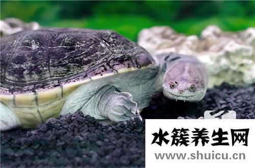 老鳖