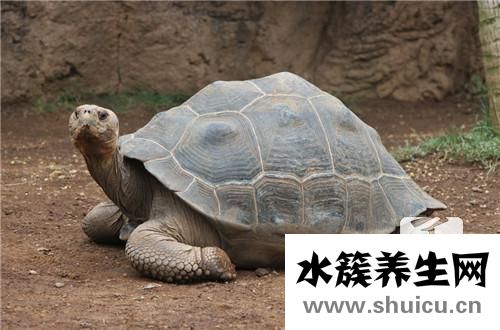 老鳖