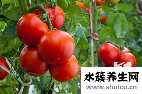 西红柿鸡蛋汤面