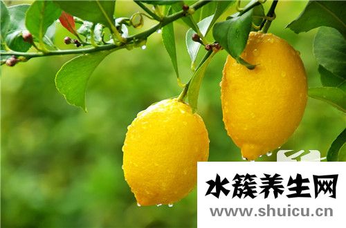 柠檬膏