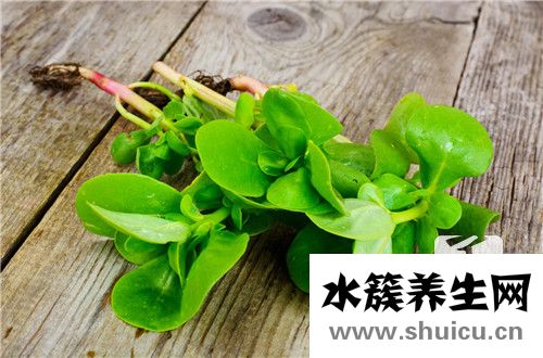 炒马齿苋的功效与作用