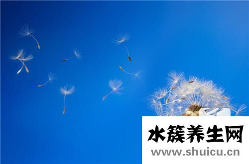 蒲公英颗粒