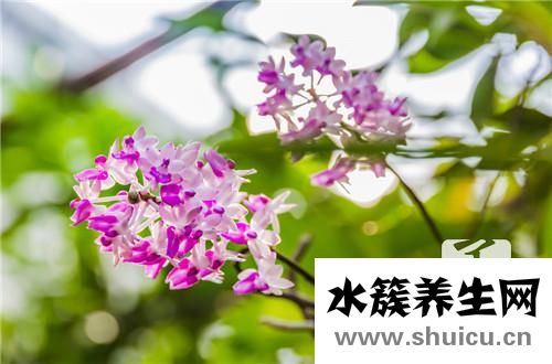 紫皮石斛的功效与作用及食用方法有哪些