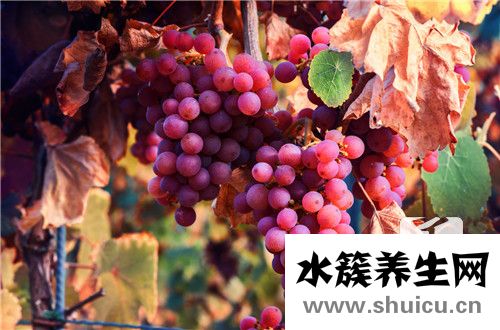美人指葡萄