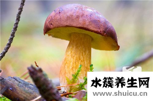 菌子