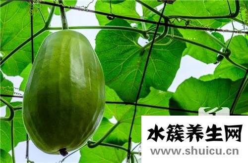 冬瓜怎么做