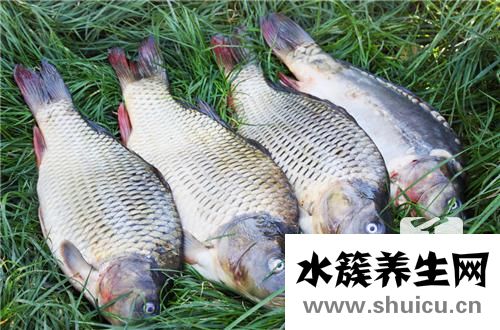 扁鱼