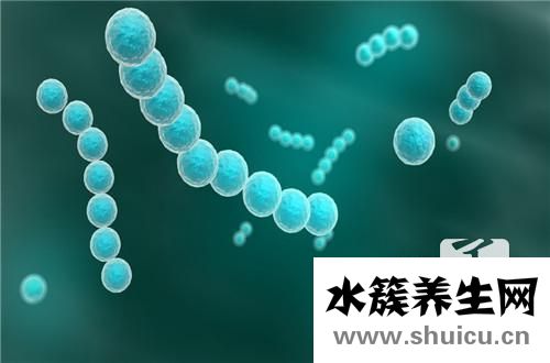 细菌和真菌的区别