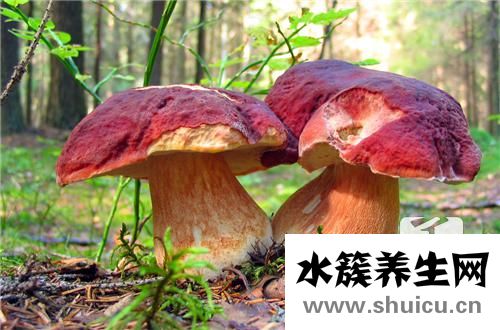 黑牛肝菌