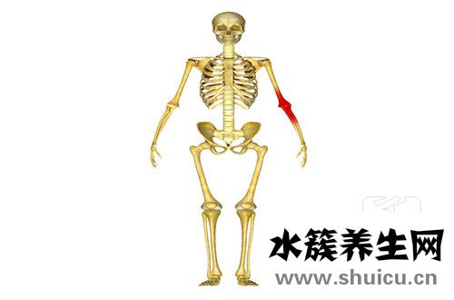 人体有多少块骨头