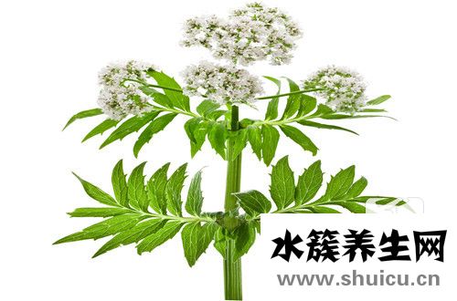 中药阿魏