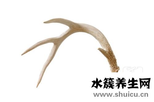 鹿茸粉的功效与作用