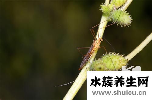 药苍